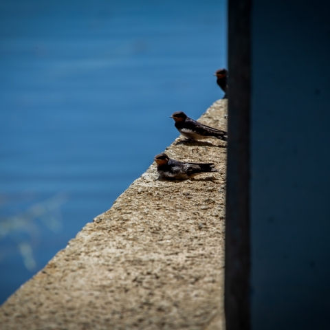 Barwon_ChillingFinchesInARow